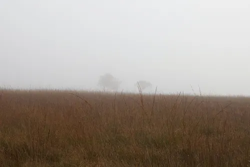 This landscape photograph shows trees in the Peak District of England, United Kingdom, shrouded by mist on an autumn morning. The image captures a rural scene, with tall grasses in the foreground and two trees partially obscured by the low-lying mist. The atmospheric conditions reflect typical autumn weather in the Peak District, with the soft morning light filtering through the haze. The photograph highlights the peaceful rural environment of this well-known national park in England.